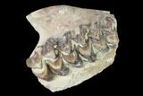 Oreodont (Merycoidodon) Jaw Section - South Dakota #136037-1